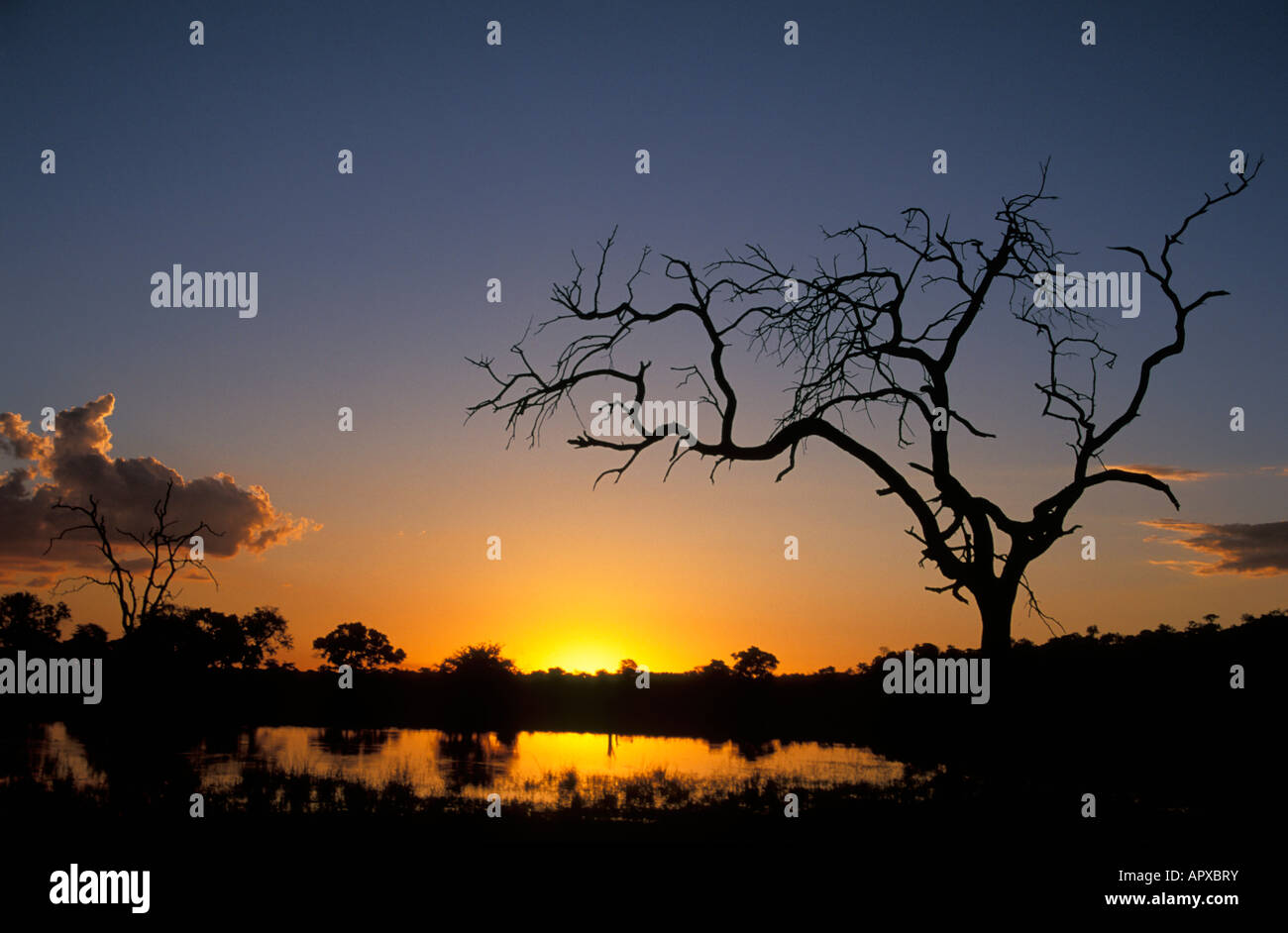 The skeletal limbs of a dead tree silhouetted in stark relief against the dawn Stock Photo