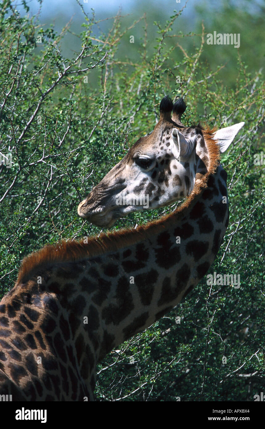 Massai tansania safari hi-res stock photography and images - Alamy