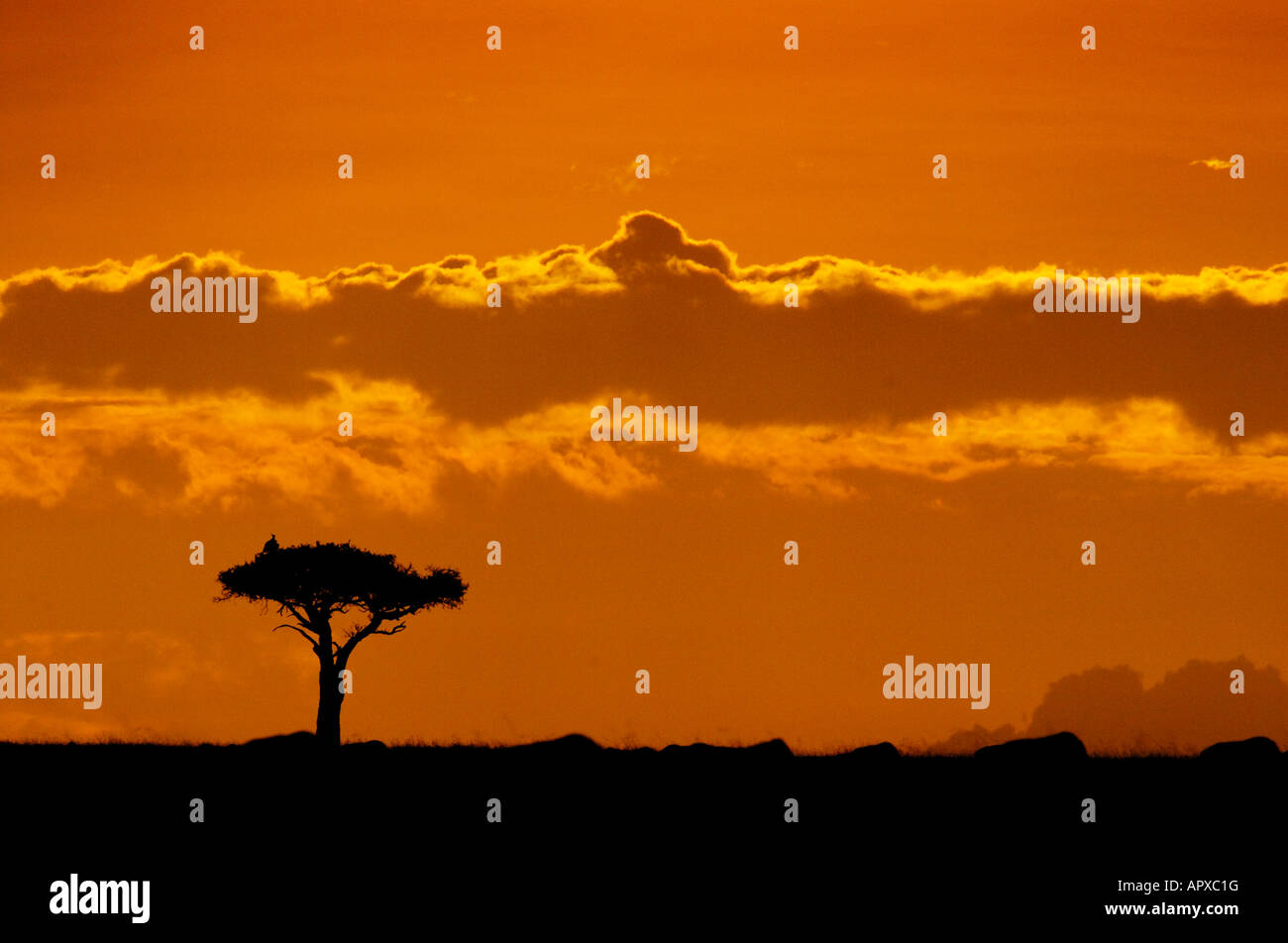 A lone balanites tree silhouetted against a band of illuminated cloud in an orange sky Stock Photo