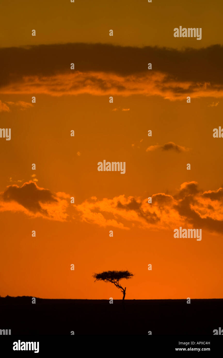 Backdrop savannah sunset hi-res stock photography and images - Alamy