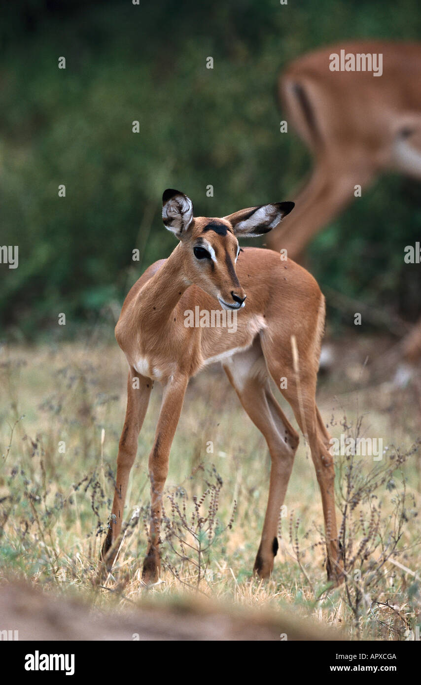 Impala, medium-sized African antelope, Serengeti National Park, Tanzania, Africa Stock Photo
