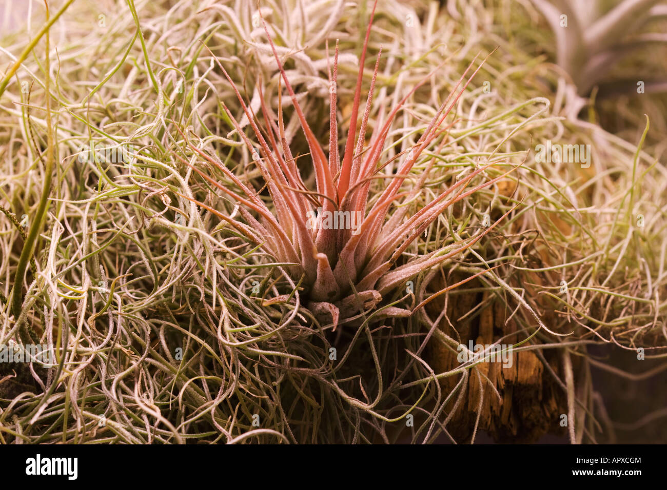 Tillandsia velutina and Spanish moss Stock Photo