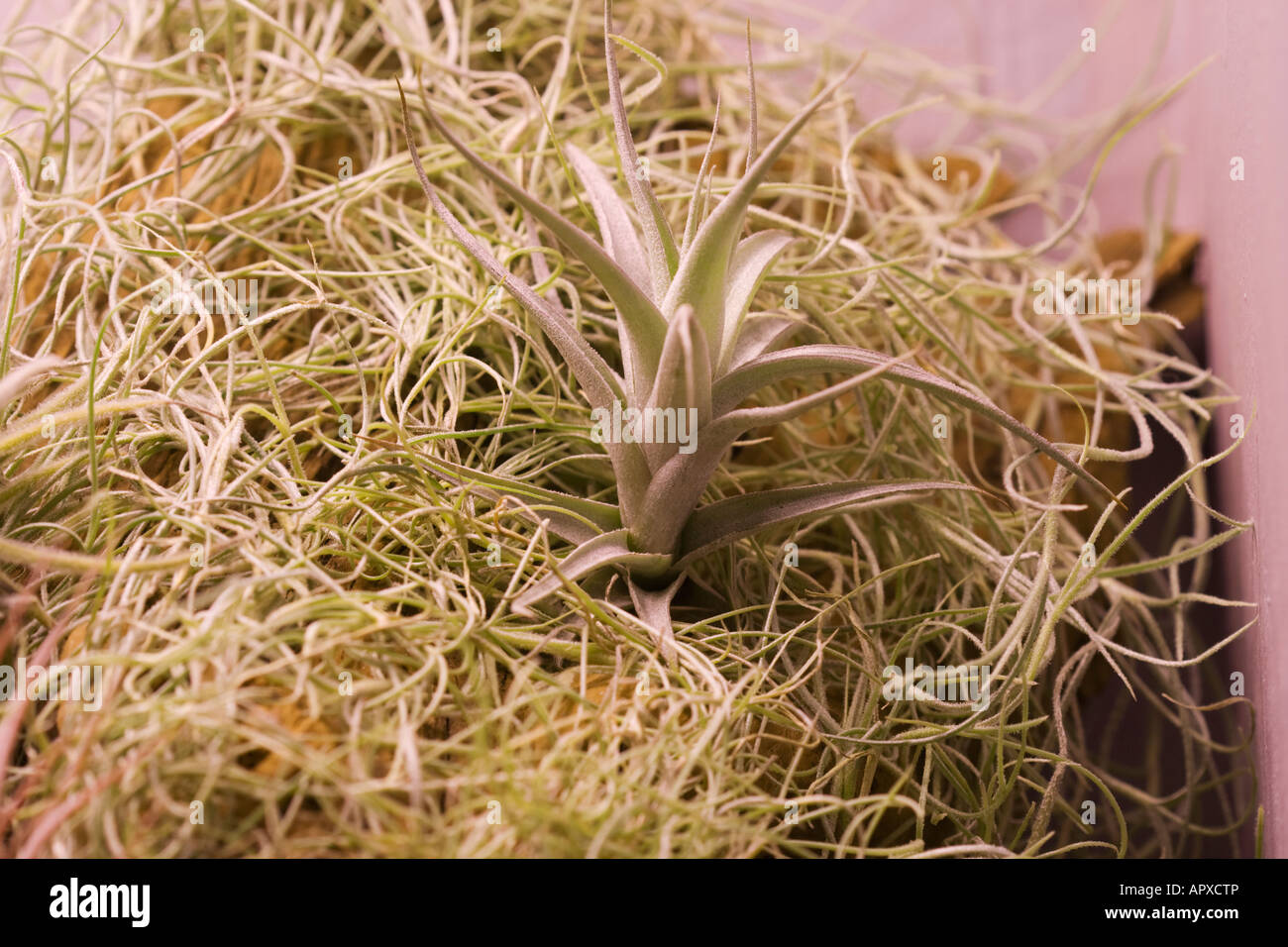 Tillandsia albida and Spanish moss Stock Photo - Alamy