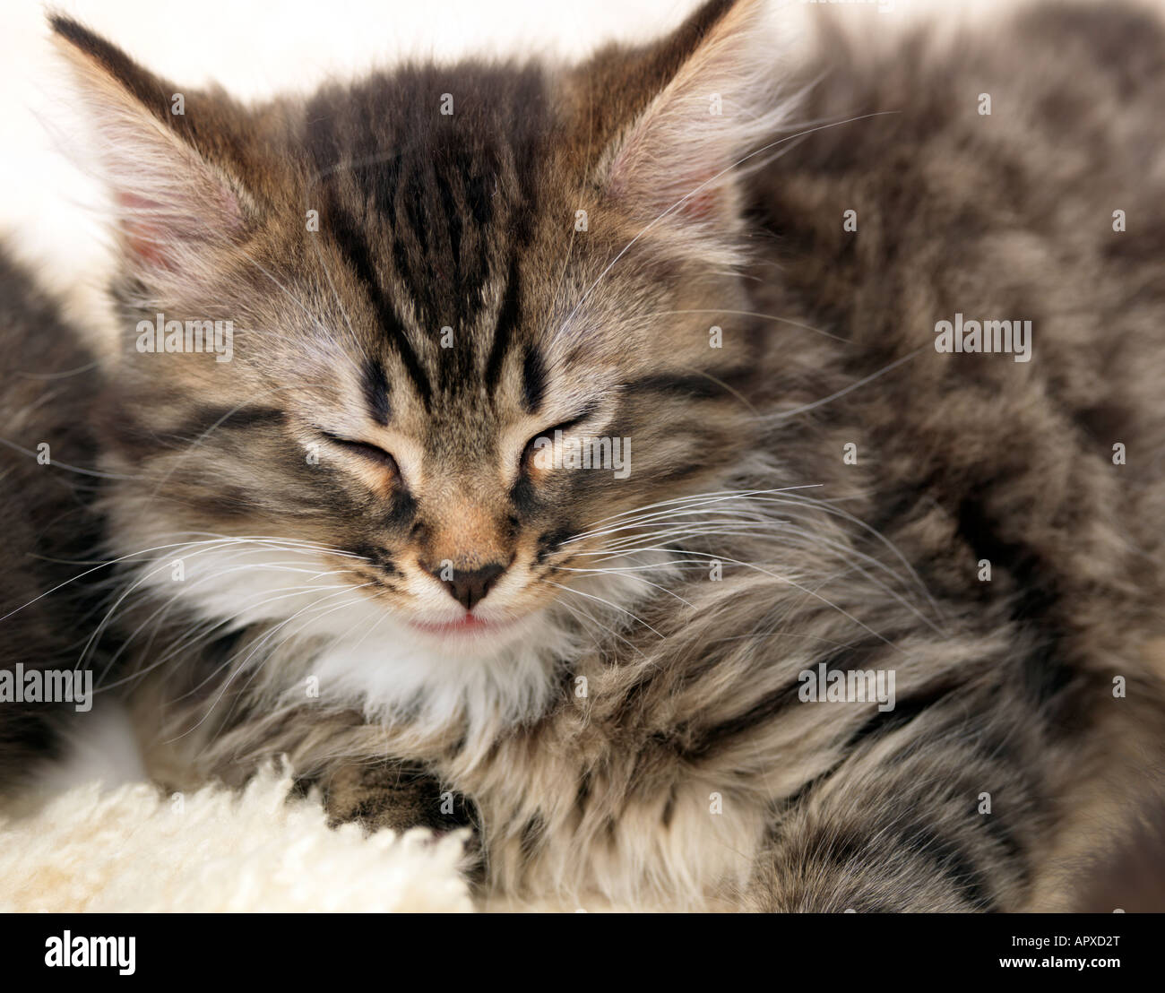 Silver Tabby Stock Photos Silver Tabby Stock Images Alamy