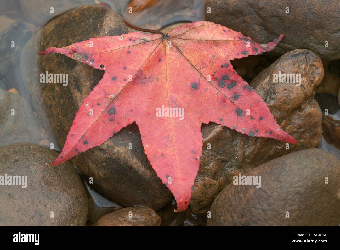 Leaf and water and rocks in fall Big South Fork National Recreation Area Stock Photo