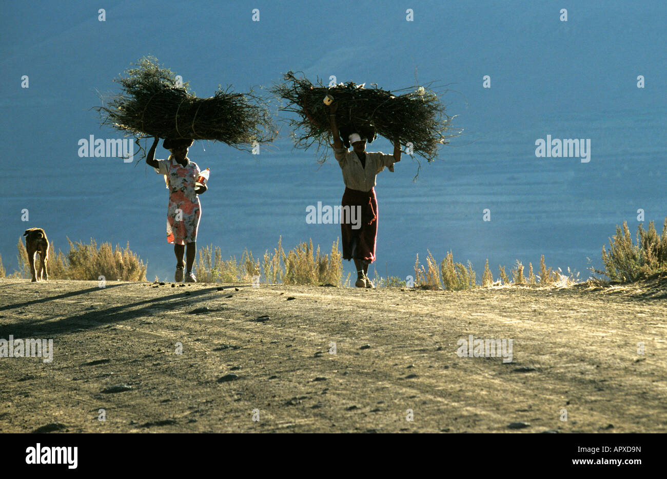 Two women accompanied by a dog walking on a dusty road carrying firewood on their heads Stock Photo