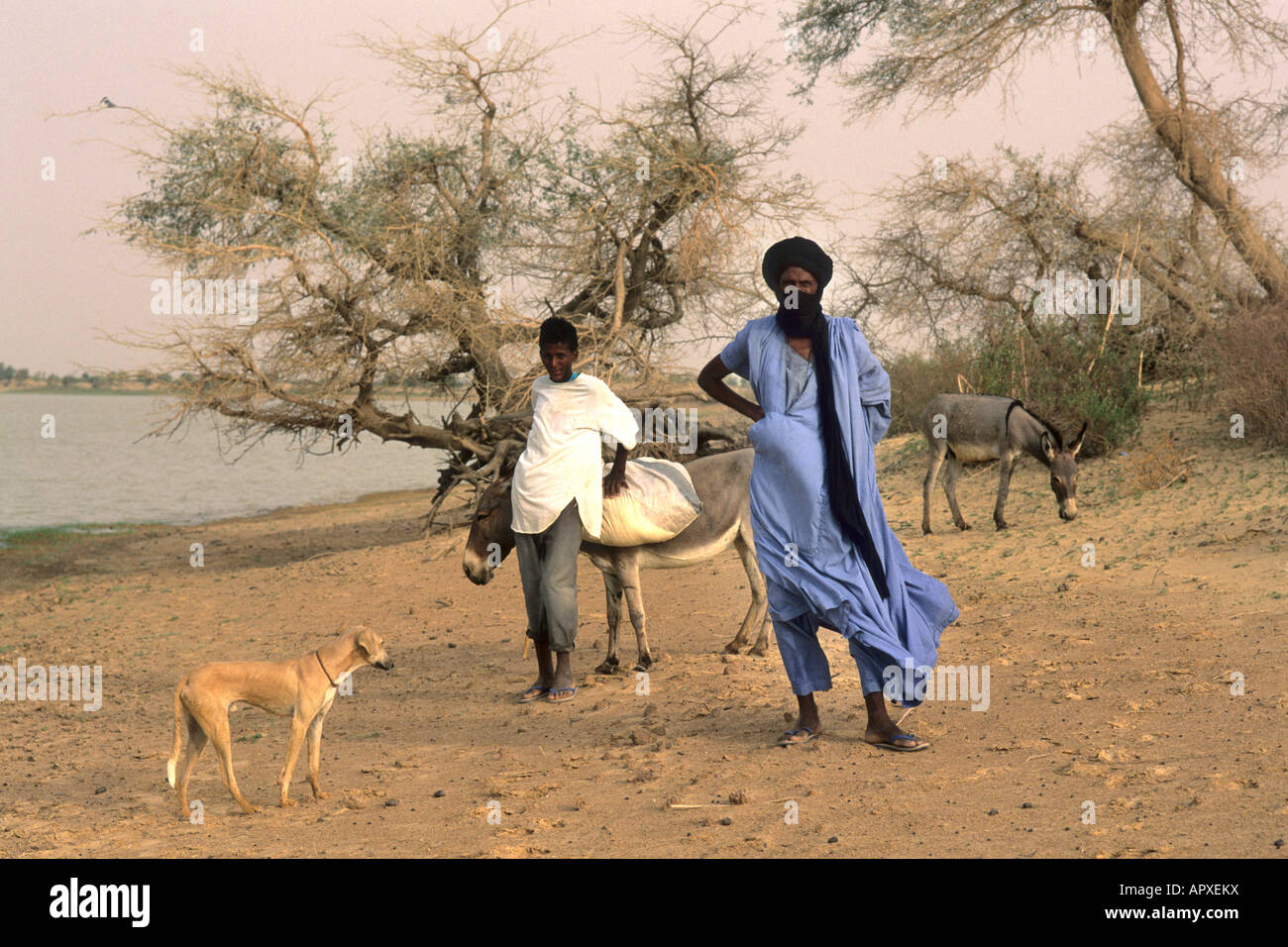 Tuareg men at a water body with two donkeys near Timbuktu Stock Photo