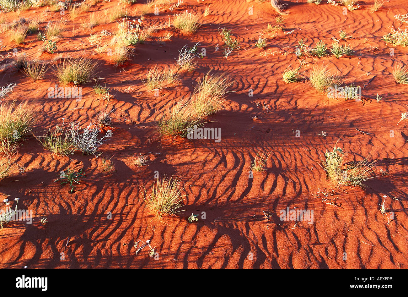 Spinifex Grass in Strzelecki Desert, South Australia Stock Photo