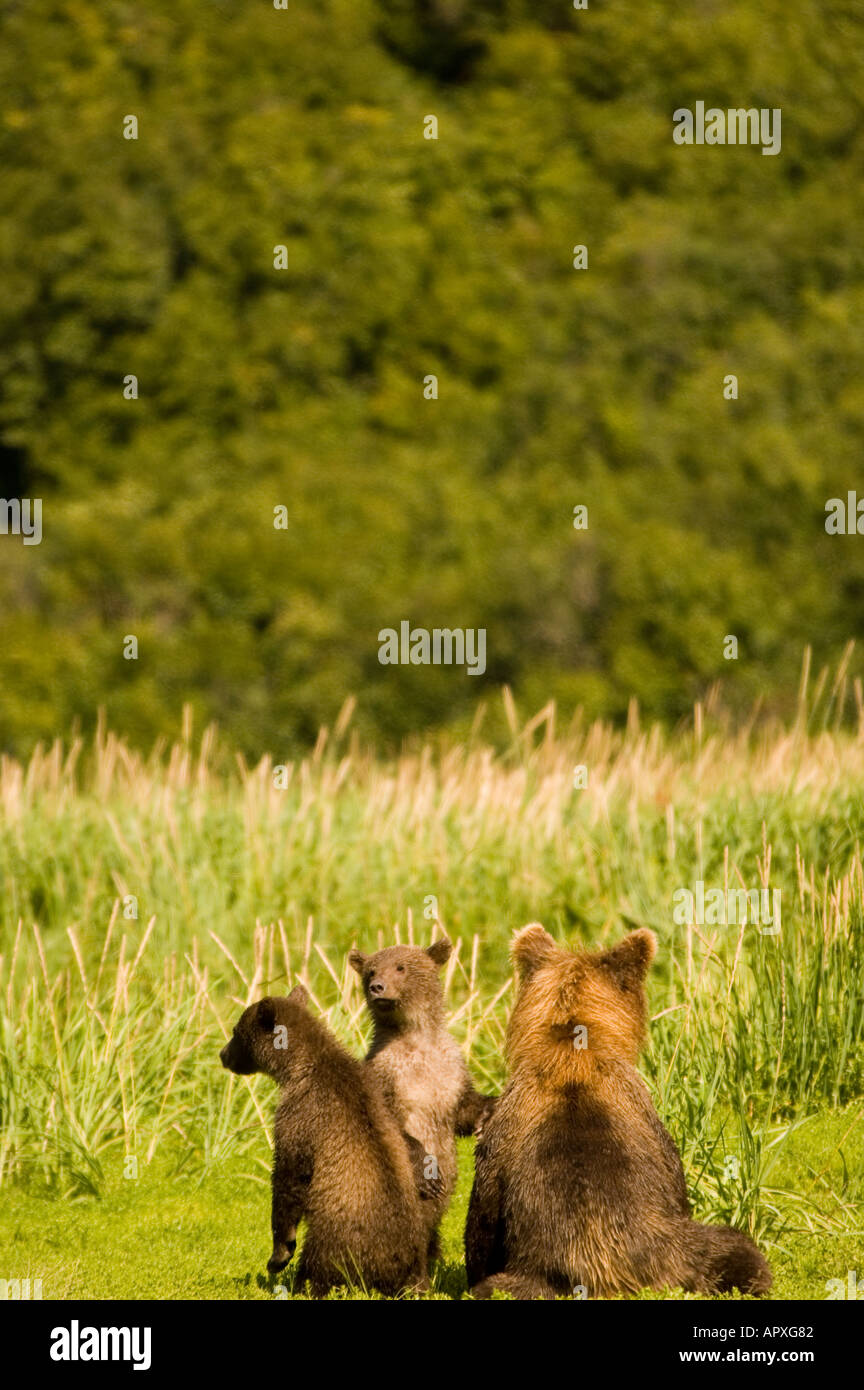 Geographic Point Katmai National Park Brown Bear Sow and Cubs on alert, Alaska Stock Photo