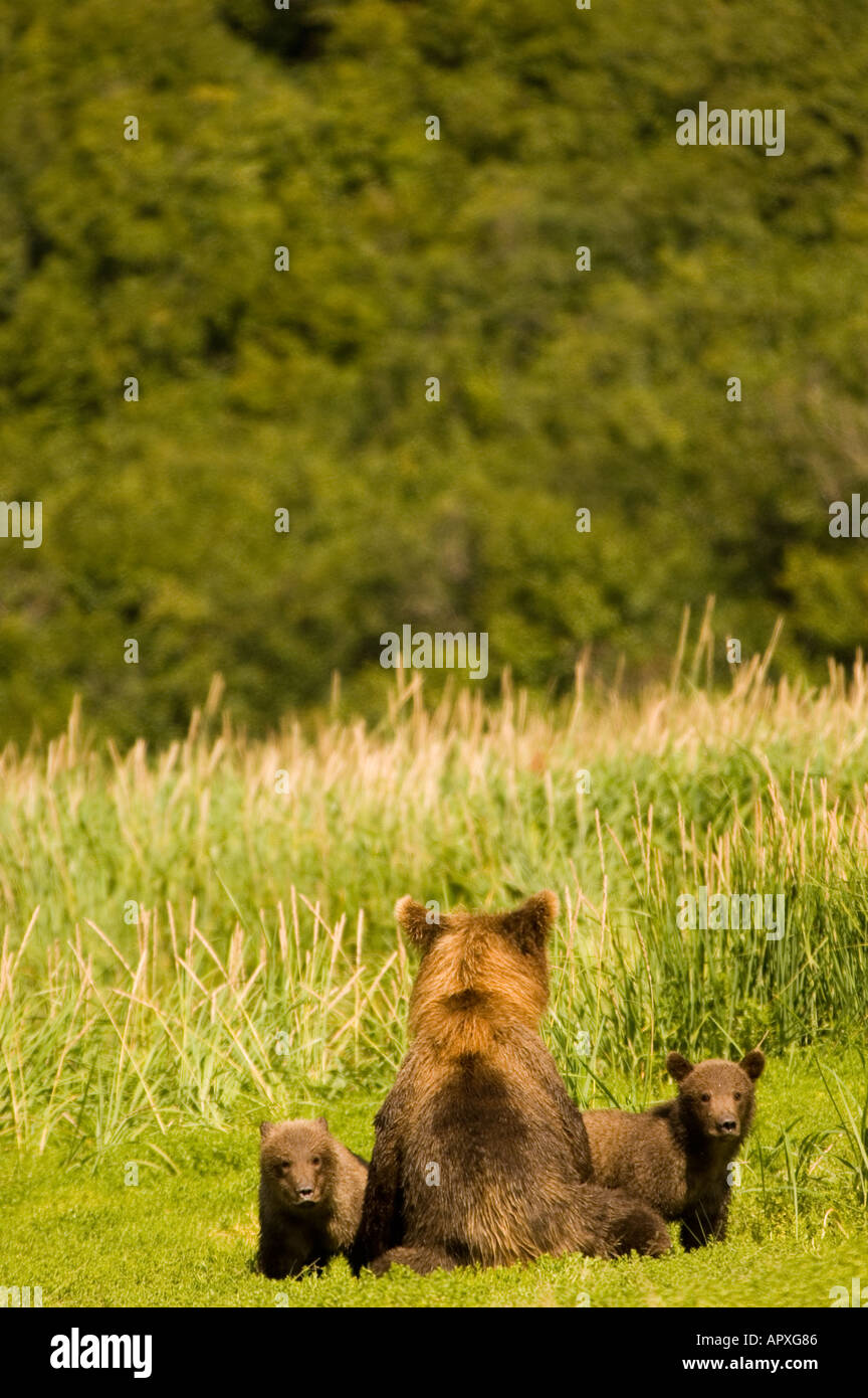 USA ALASKA Geographic Point Katmai National Park Brown Bear Sow and ...