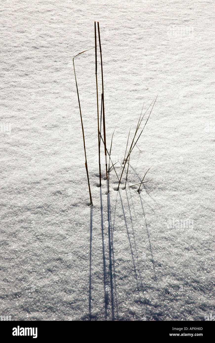 Winter grass Stock Photo