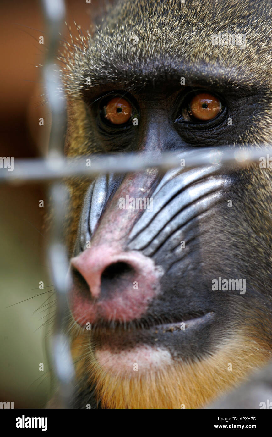 Mandrill, The Largest Monkey of Africa - Taman Safari Bali