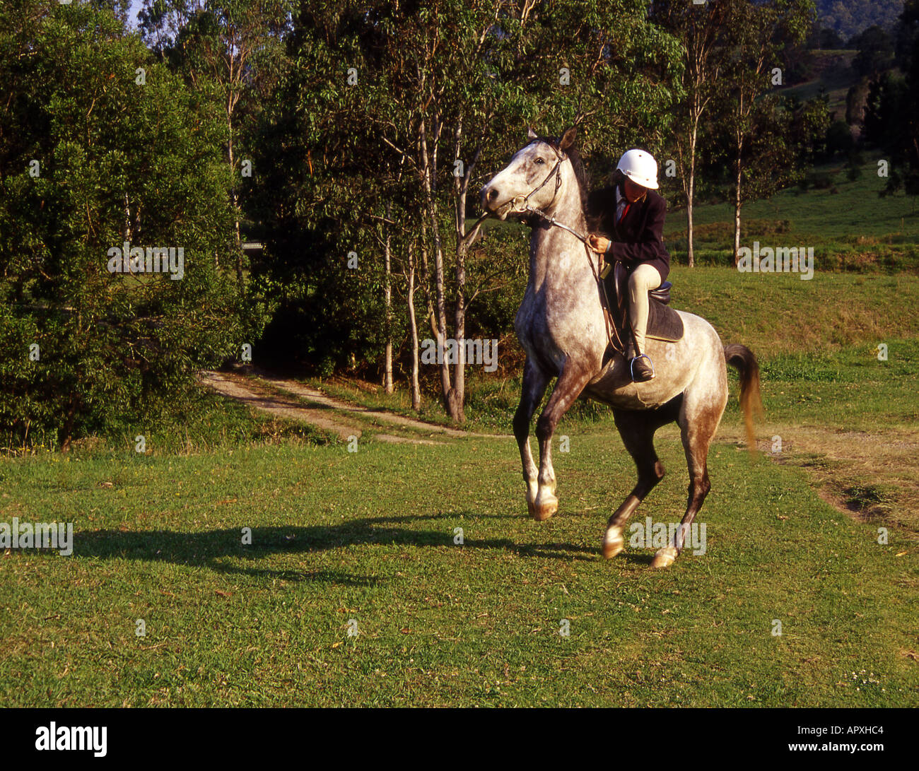 single girl on grey horse in paddock, with horse rearing up Stock Photo