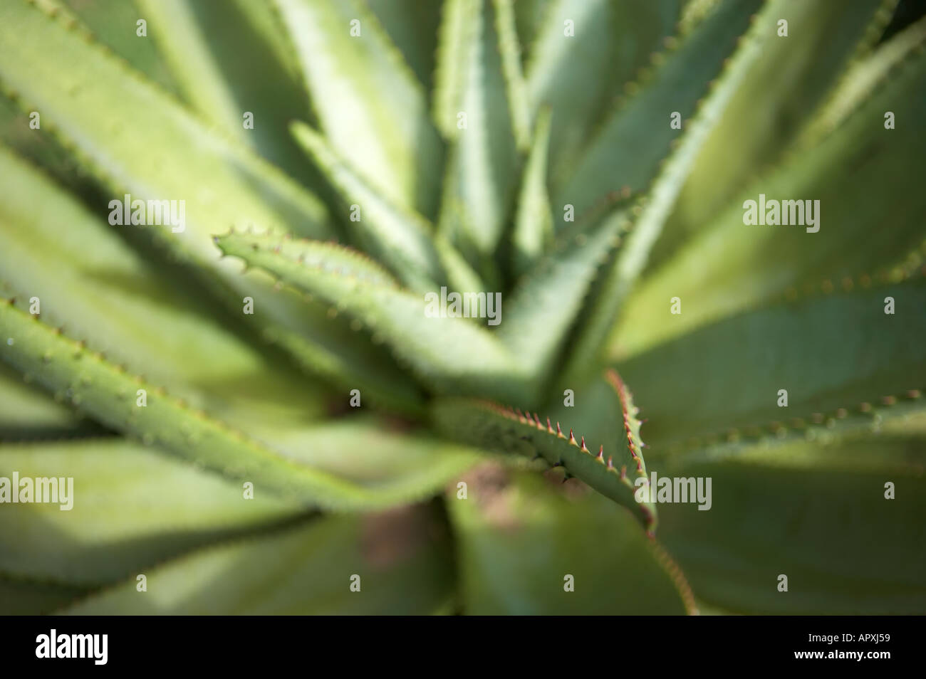 Aloe vera plant leaves curling hi-res stock photography and images - Alamy