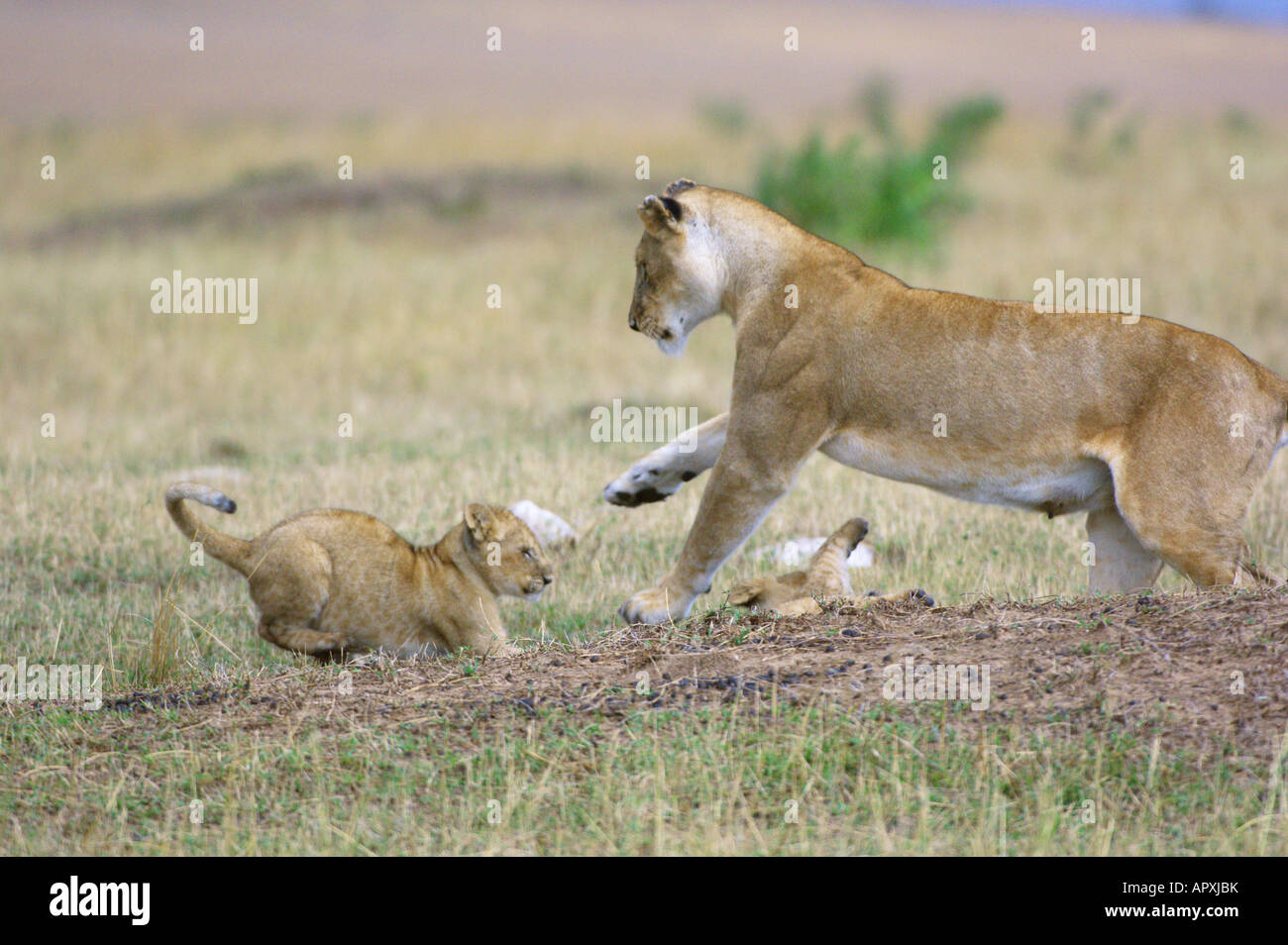 A lioness (Panthera leo) and cub interacting playfully Stock Photo - Alamy