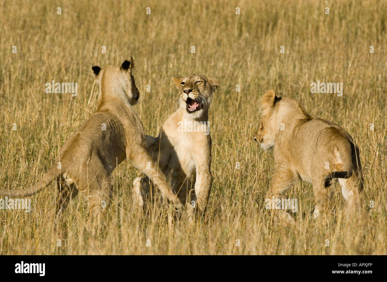 Lion cubs at play (Panthera leo) Stock Photo