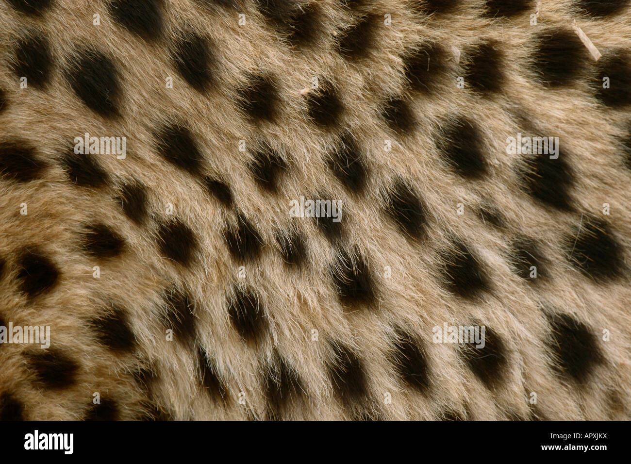 Close up of cheetah skin Stock Photo Alamy