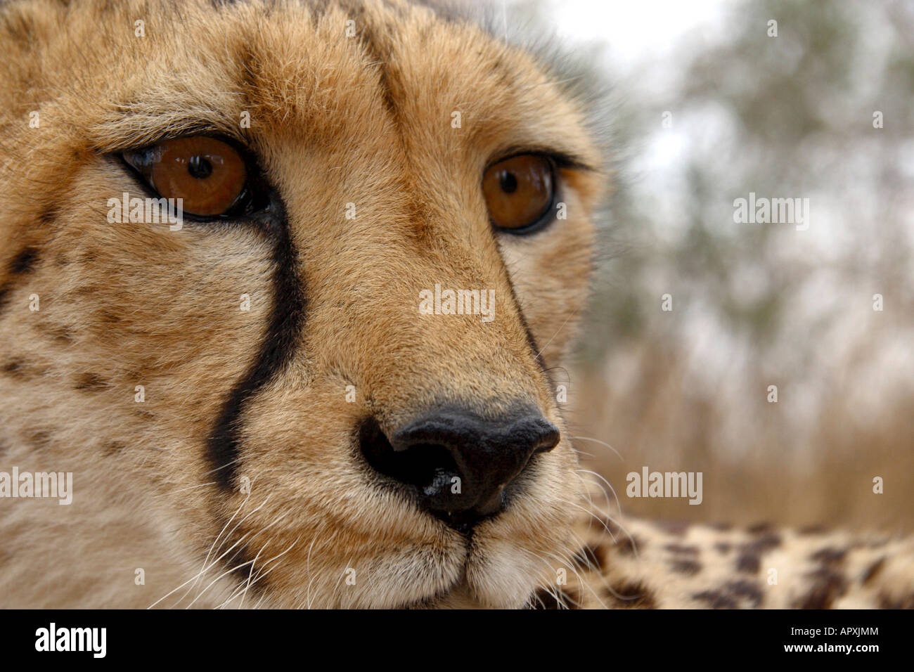 Close Up Of Captive Cheetah Showing Eye Detail And Tear Marks
