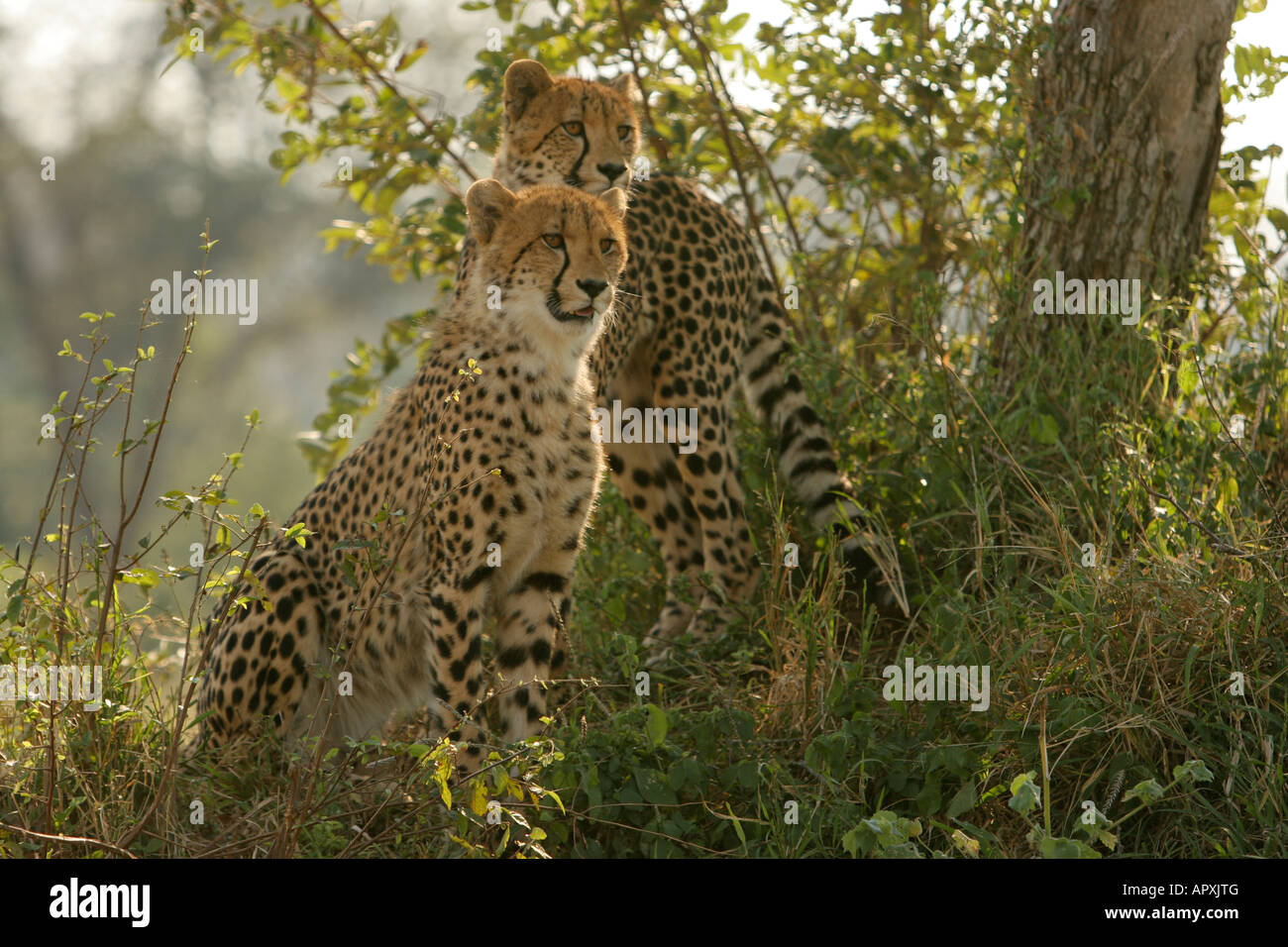 Cheetah pair resting in the shade of a tree Stock Photo