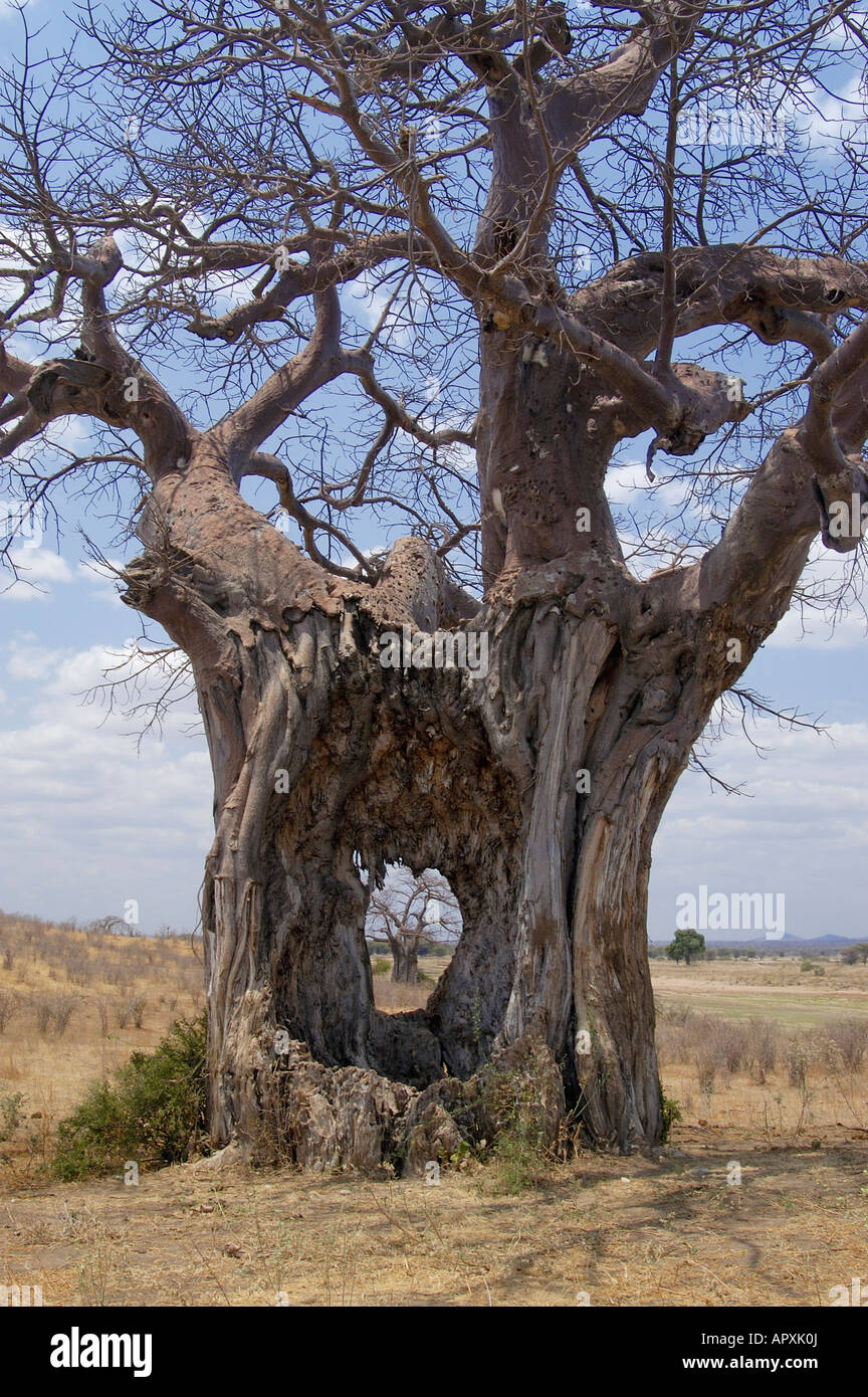 Baobab in the savanna hi-res stock photography and images - Alamy