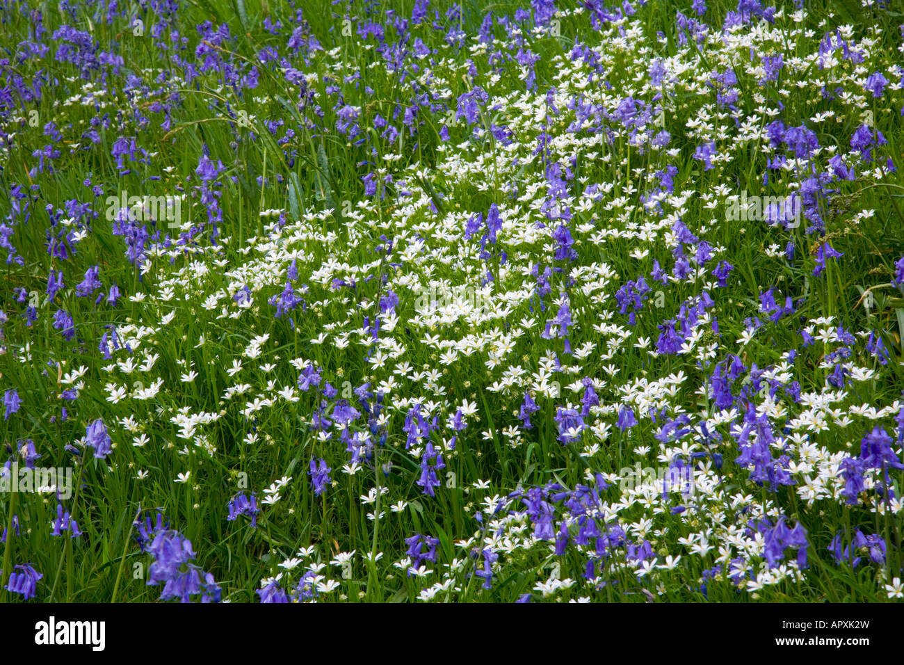 Sevenoaks, Kent, England. Bluebells and other wild flowers. Stock Photo