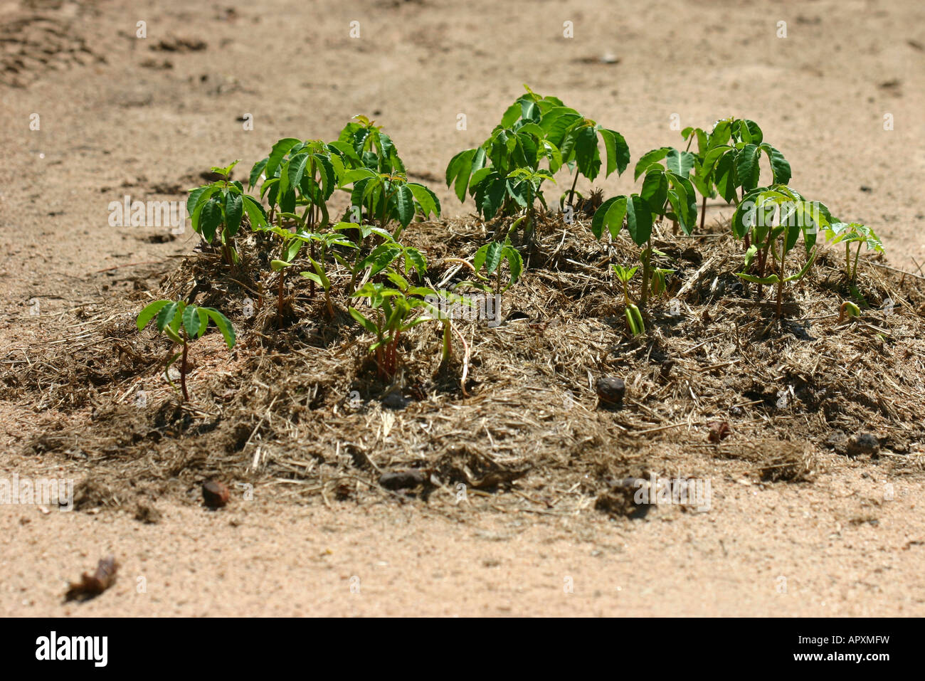 Marula seedlings germinating from elephant dung Stock Photo