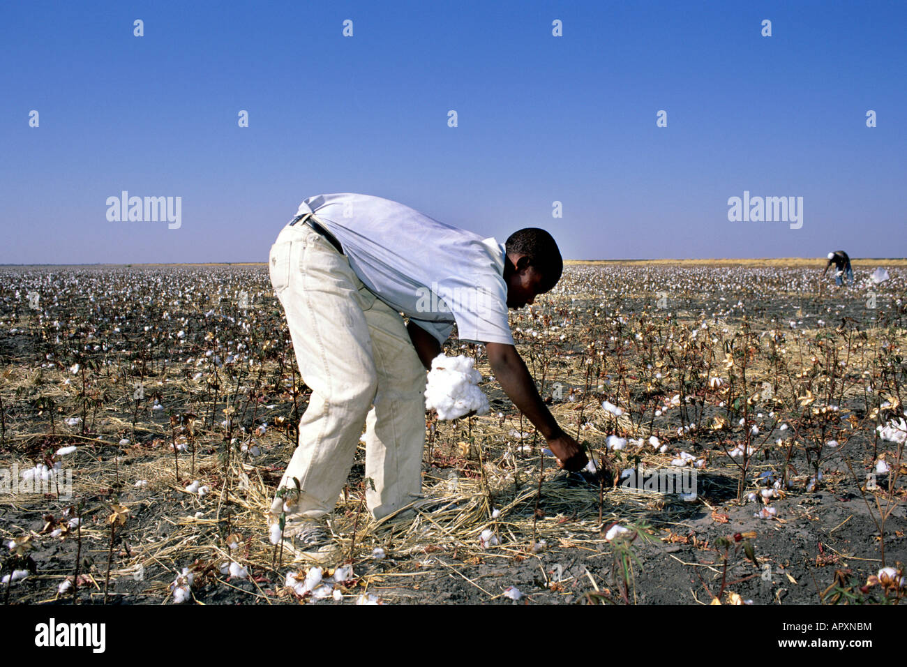 Workers picking cotton in a cotton project near Nata Stock Photo Alamy