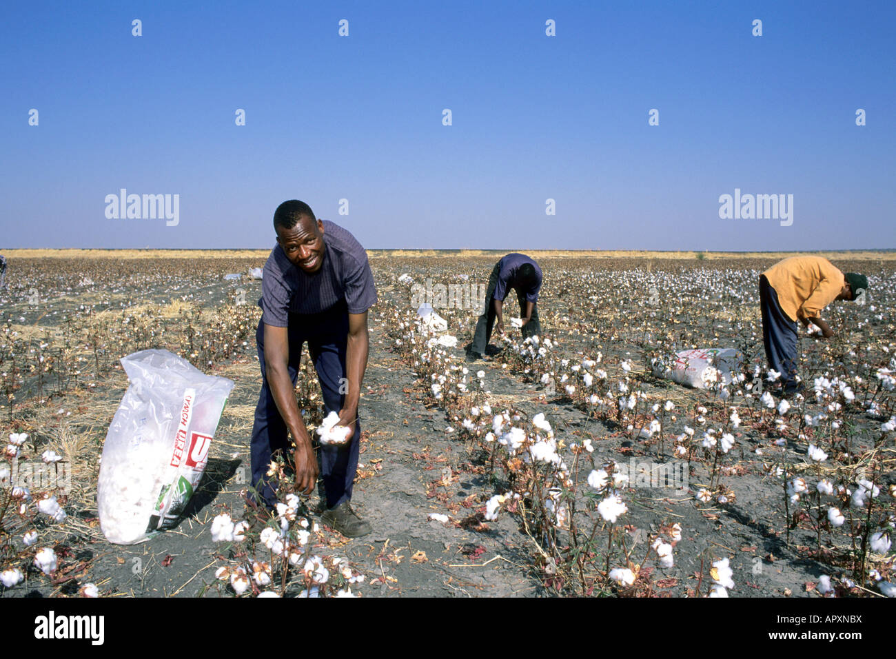 Workers picking cotton in a cotton project near Nata Stock Photo Alamy