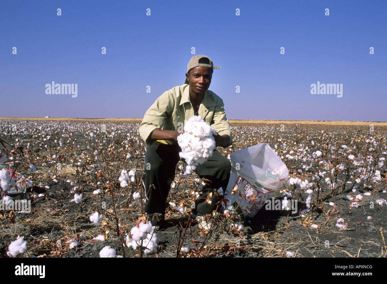 Worker picking cotton at a cotton project near Nata Stock Photo Alamy