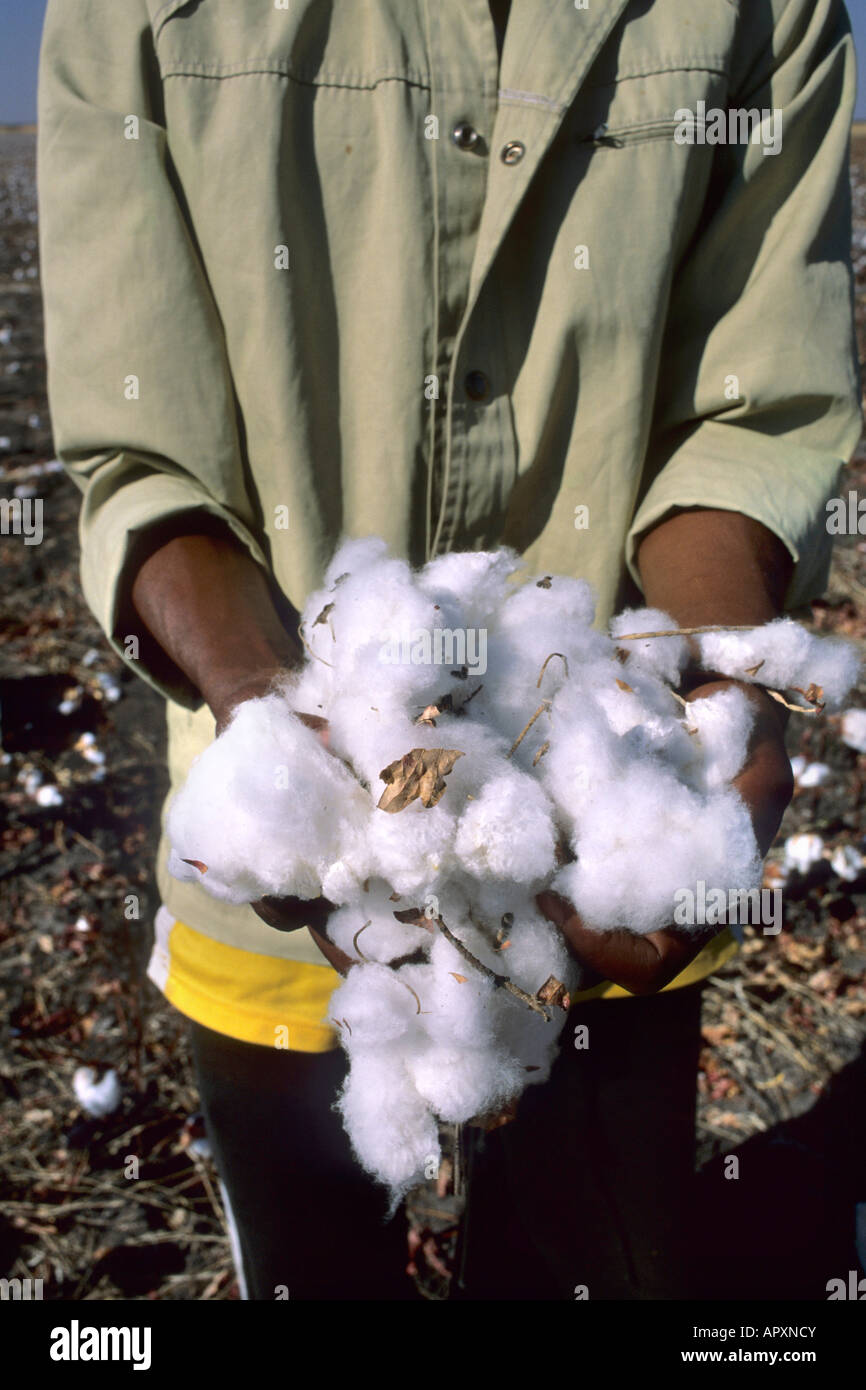 A picker holding a handful of freshly harvested cotton. Stock Photo