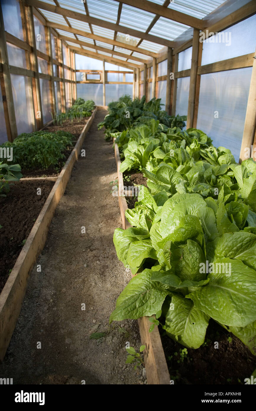 Lettuce growing in greenhouse Stock Photo Alamy