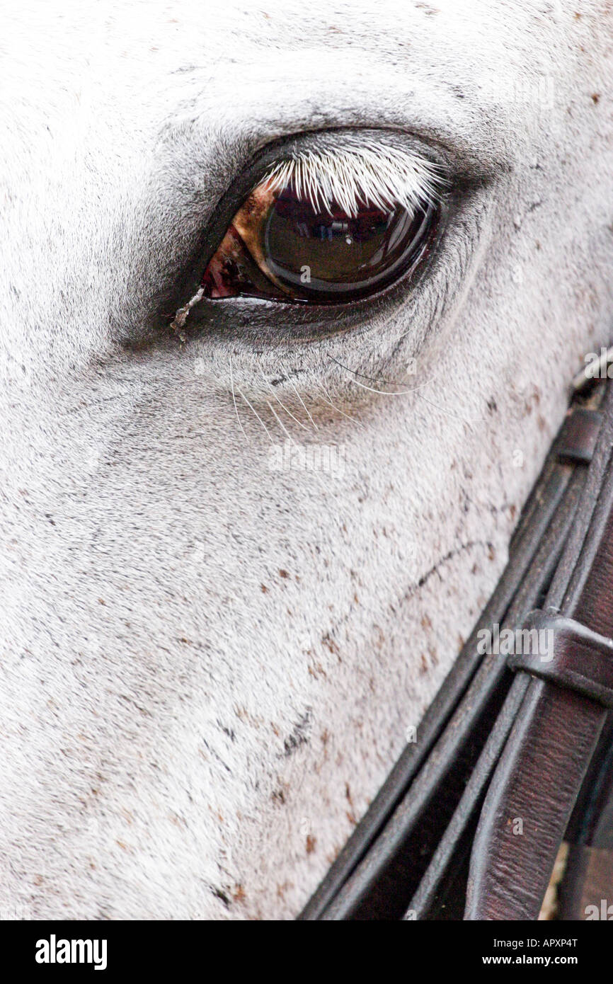Grey Horse Eye High Resolution Stock Photography and Images Alamy