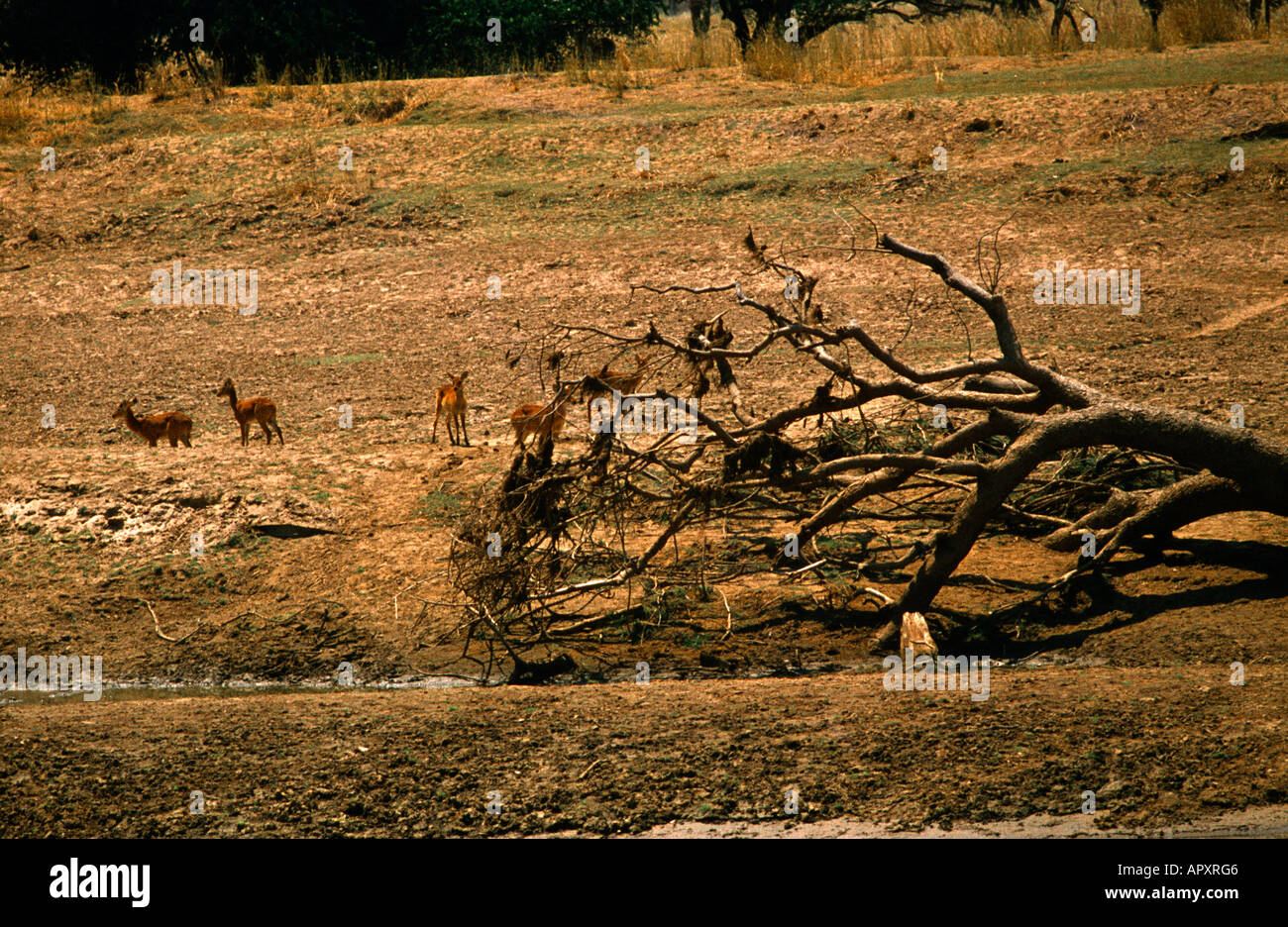 Zambia Overgrazing  Dead Branches Deforestation Stock Photo