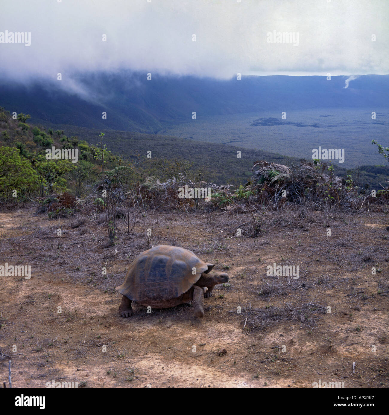 A giant tortoise walks on rim of Alcedo Volcano with the crater in background on Isla Isabela Island Galapagos Islands Ecuador Stock Photo