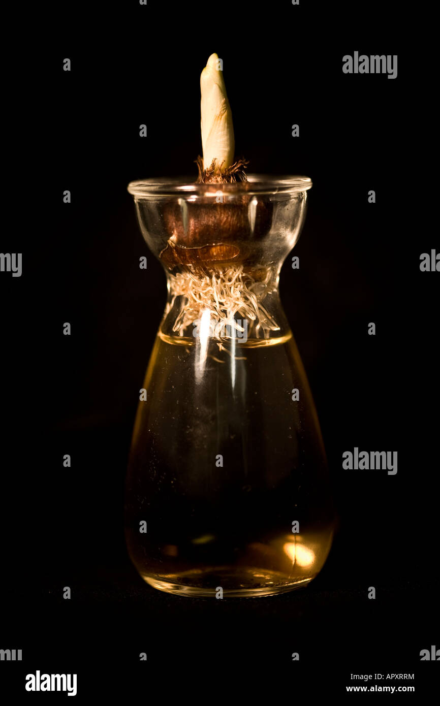 Sprouting tulip bulb in water against a black background Stock Photo Alamy