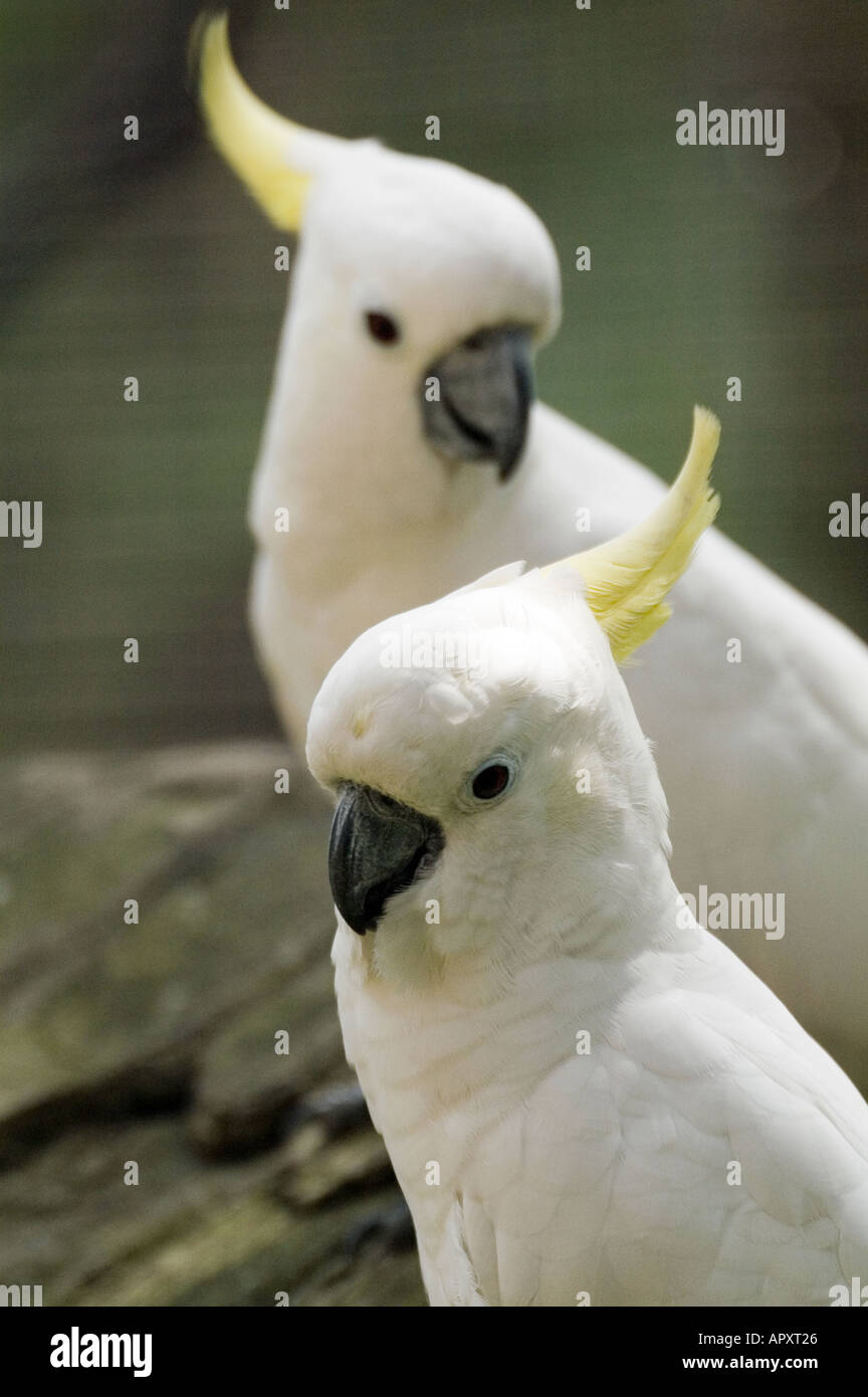 sulfur crested cockatoo plays peekaboo sulfur crested cockatoo plays peekaboo