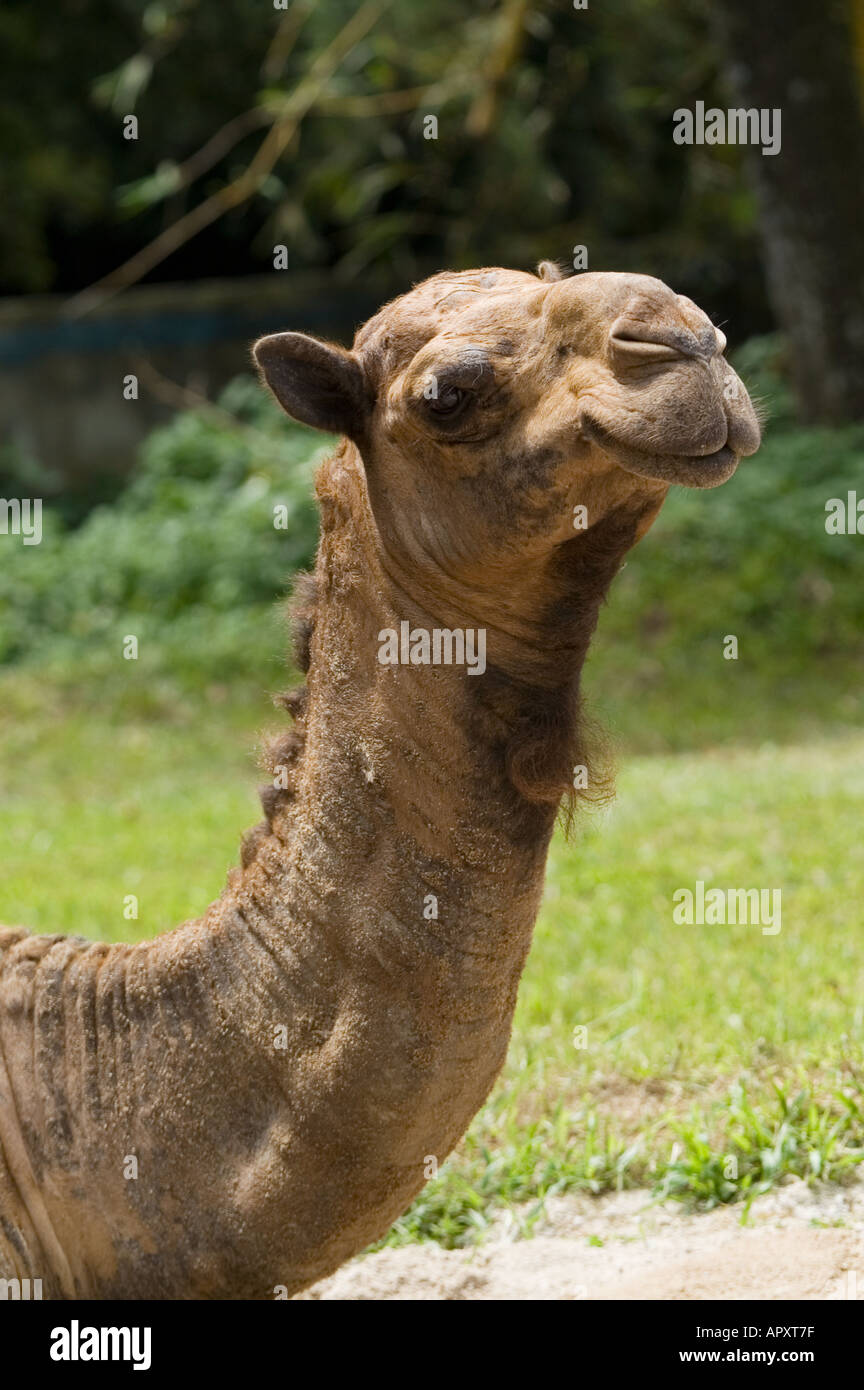 Dromedary one humped camel Camelus dromedarius in a tropical country Asia Malaysia Stock Photo