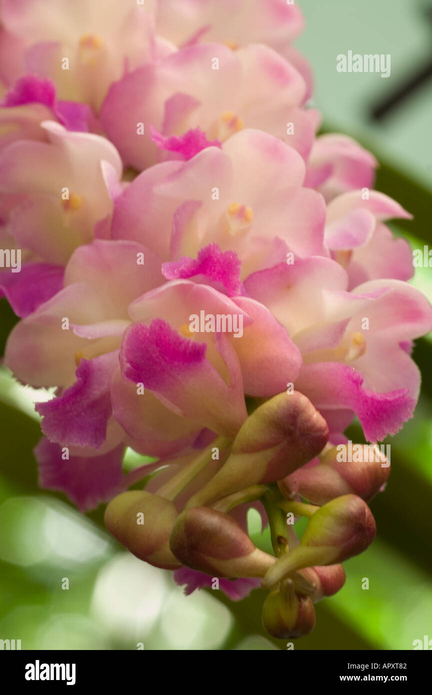 Close-up of an orchid Malaysia Stock Photo