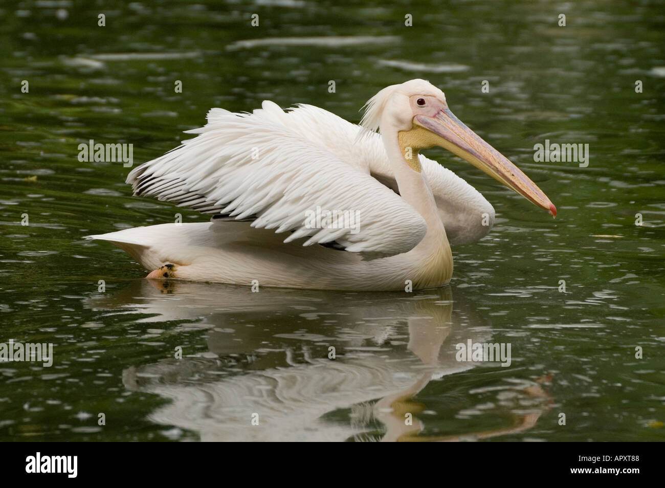 Spot billed pelican Pelecanus philippensis swiming in a pond Malaysia Stock Photo