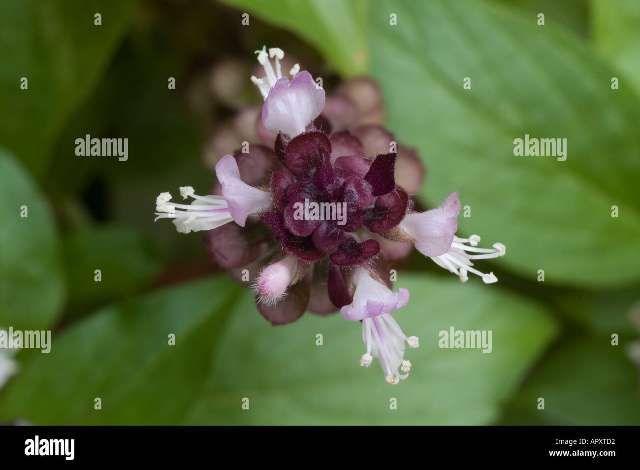 Close up of a Basil flower Ocimum basilicum Malaysia Stock Photo