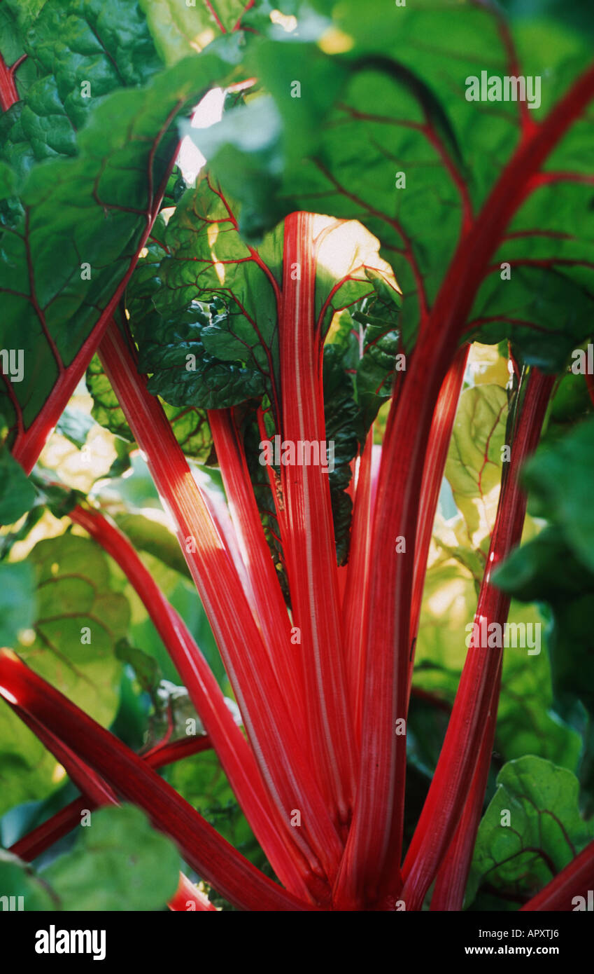 Organic ruby chard, Norfolk, England Stock Photo Alamy