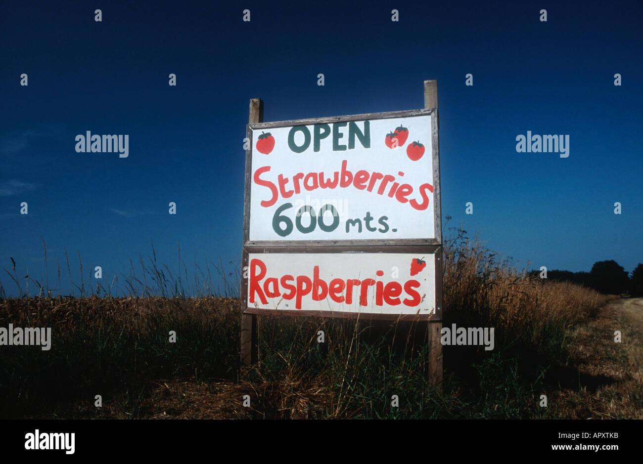 Strawberries for sale sign, Norfolk,England Stock Photo Alamy