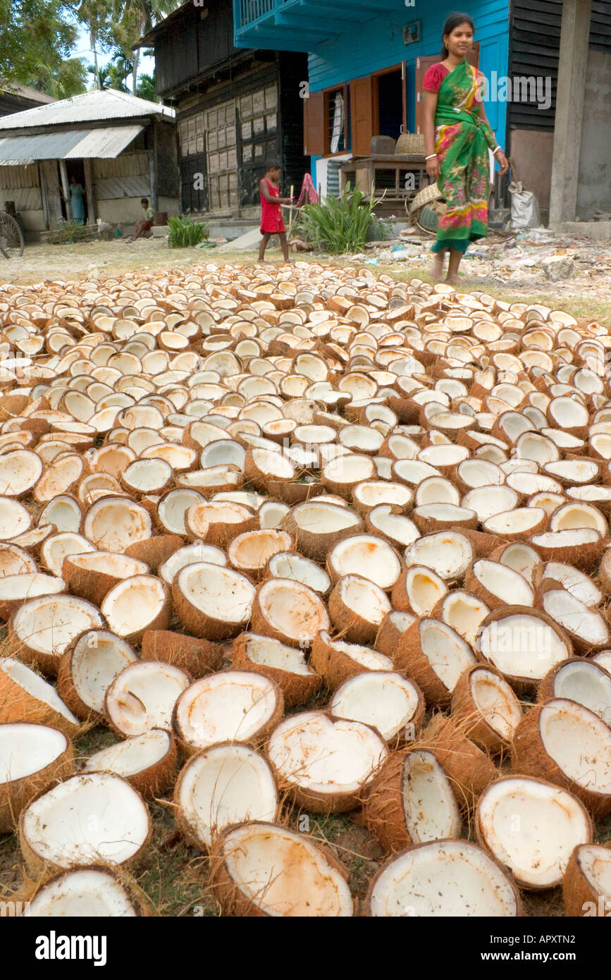 Coconuts drying in the sun, Havelock Island, Andaman Islands, India Stock Photo Alamy