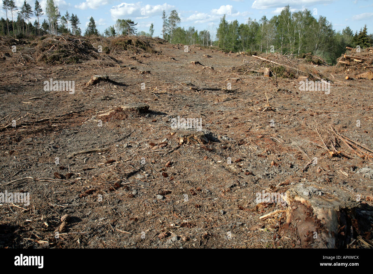 Stumps in a clear-cut pine tree forest in sweden. Stock Photo