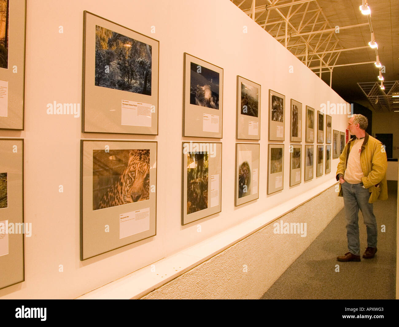 man at aberystwyth arts centre interior looking at wildlife photography  exhibition gallery april 2006 Stock Photo - Alamy