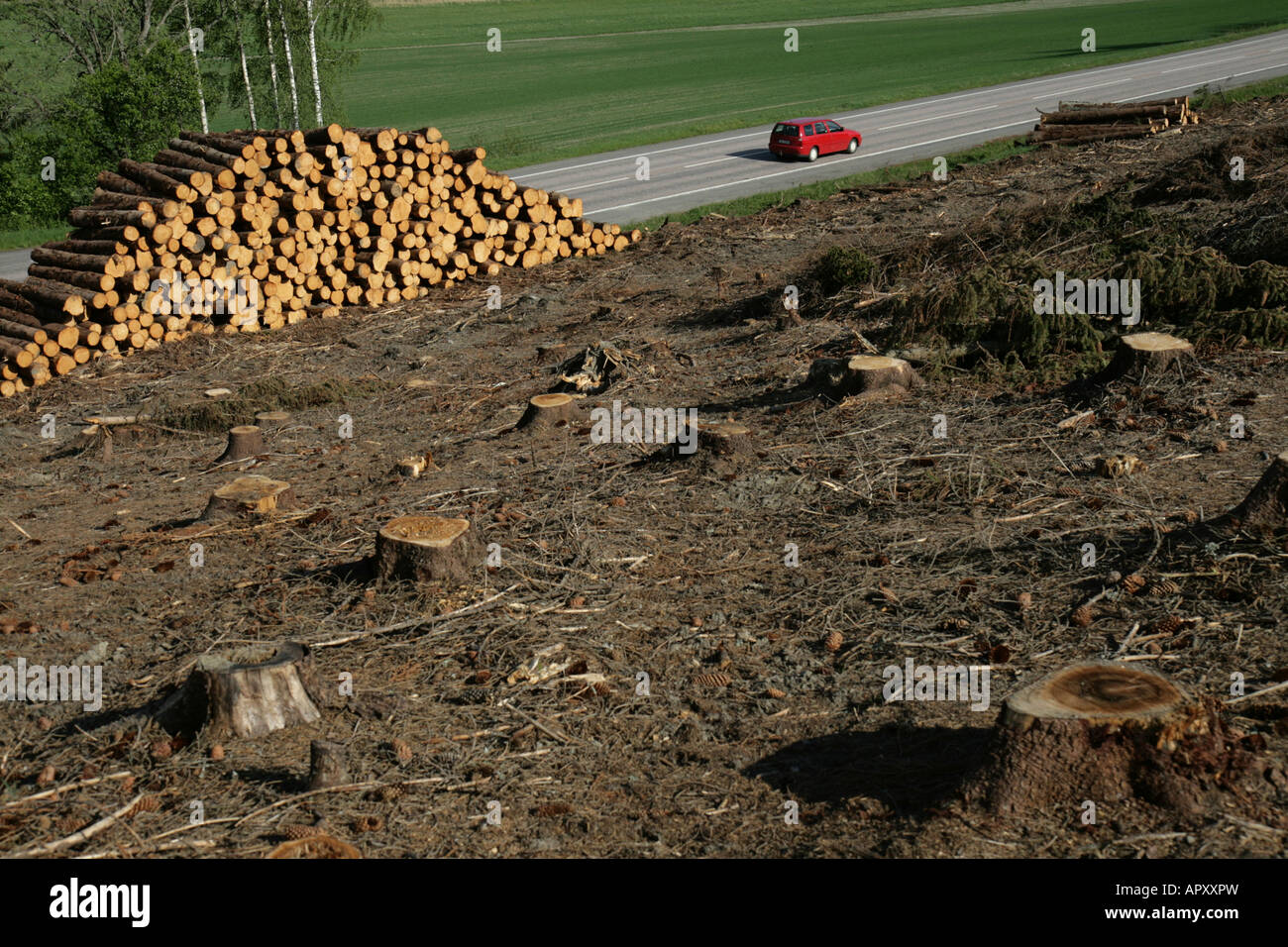 Woods have been cutdown, pine tree logs waiting to be picked up Stock