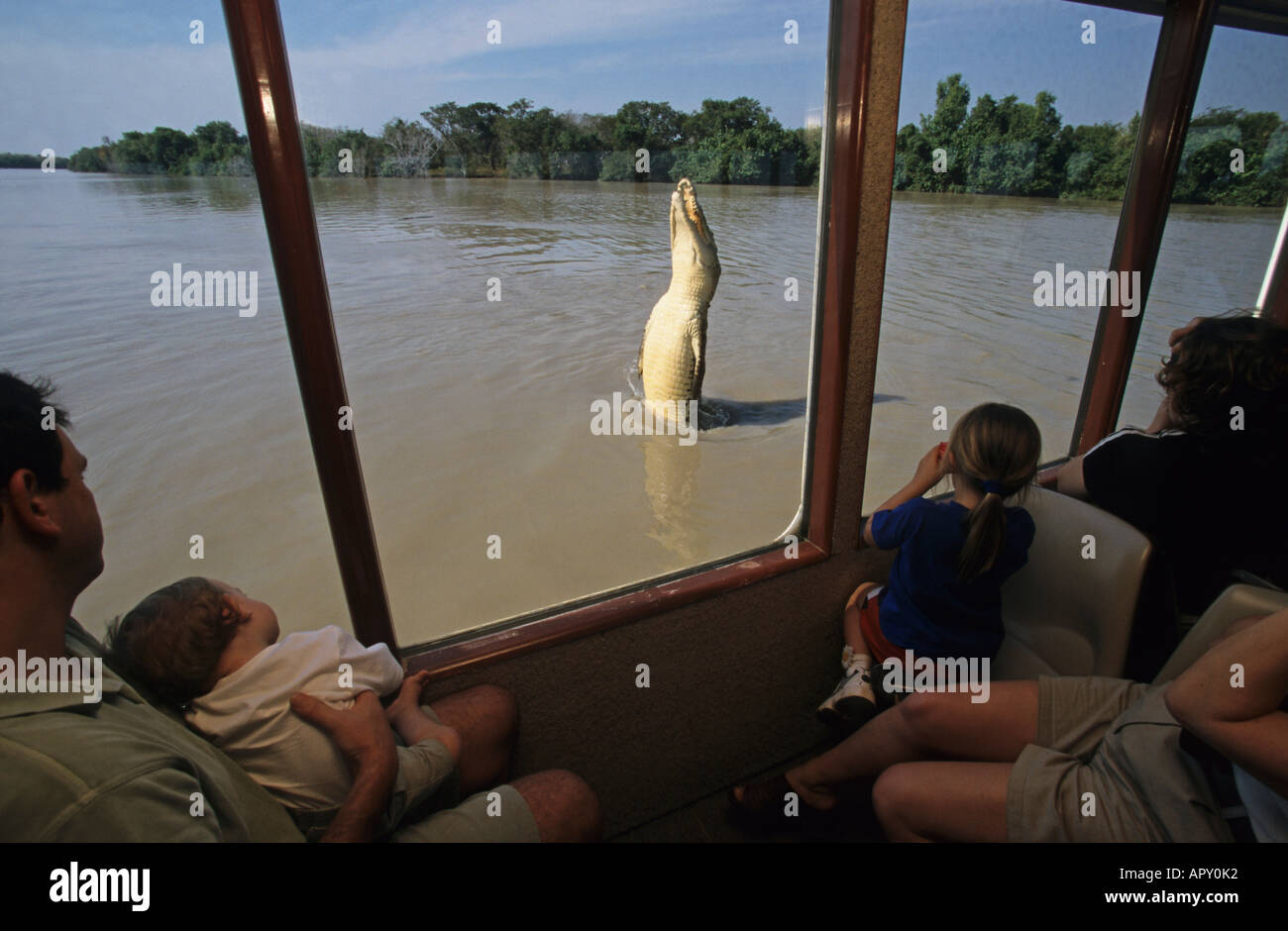 Crocodile jumping for a pork chop on the Adelaide River Jumping Crocodile  Cruise in Darwin, Northern Territory Stock Photo - Alamy