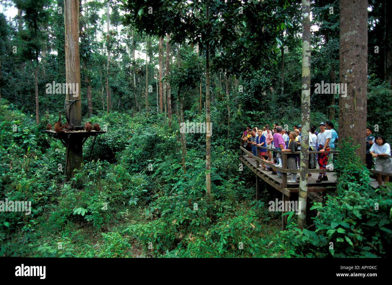Orangutan rehabilitation center, Gunung Leuser National Park, Sumatra, Indonesia, Asia Stock Photo