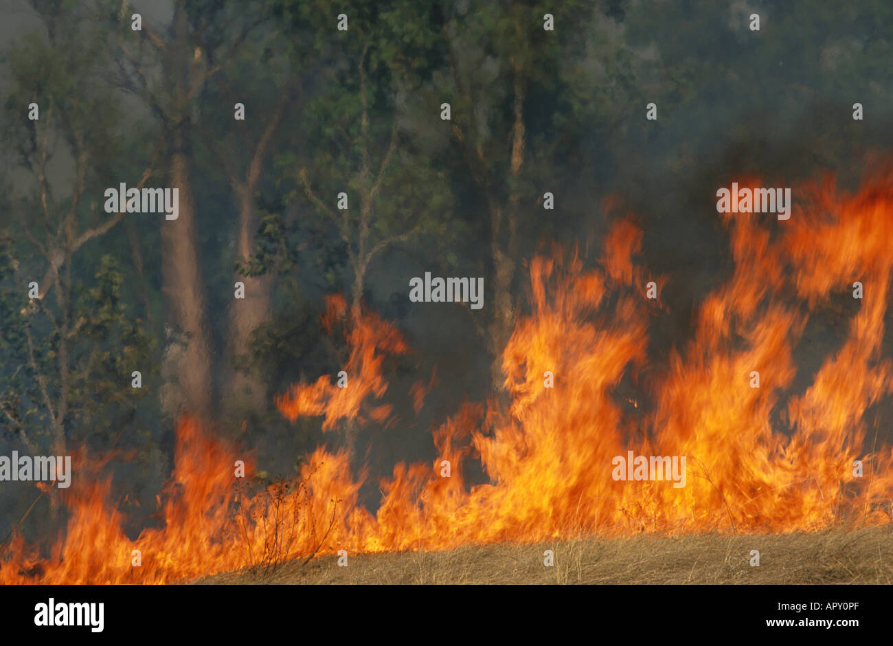 Bushfire northern territory australia hires stock photography and