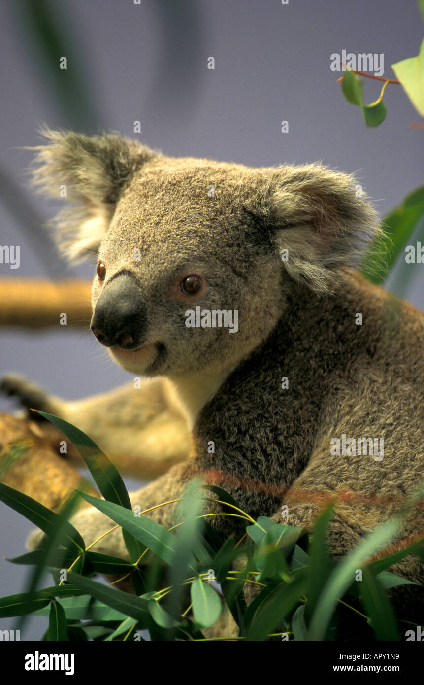 Koala australia hi-res stock photography and images - Alamy